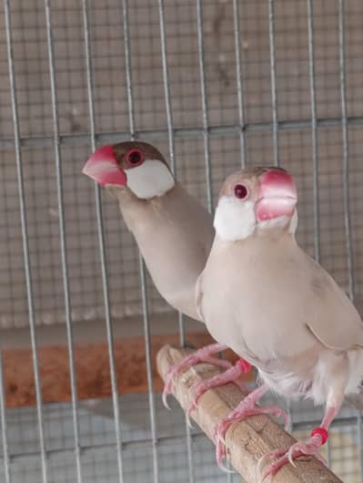 Dark head Fawn Java breeder pair good size