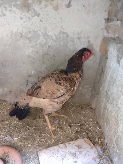 Aseel murgi old bloodline