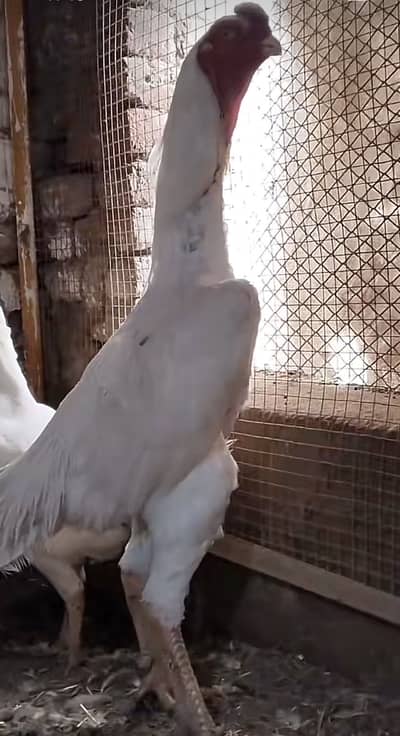 King o Shamo chicks available and breeder pair