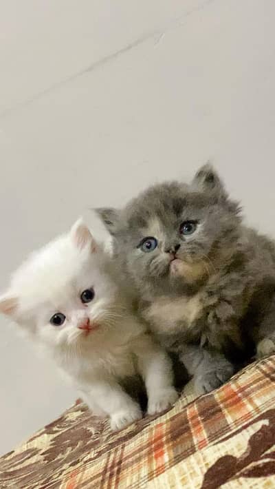 Persian Kittens Odd eyes