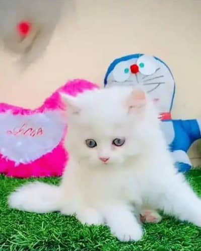 Persian female kitten for sale Persian 03489753680 Whatsapp number