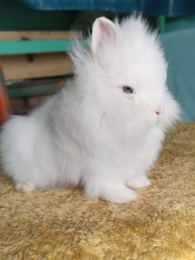 lion head dwarf blue eyes