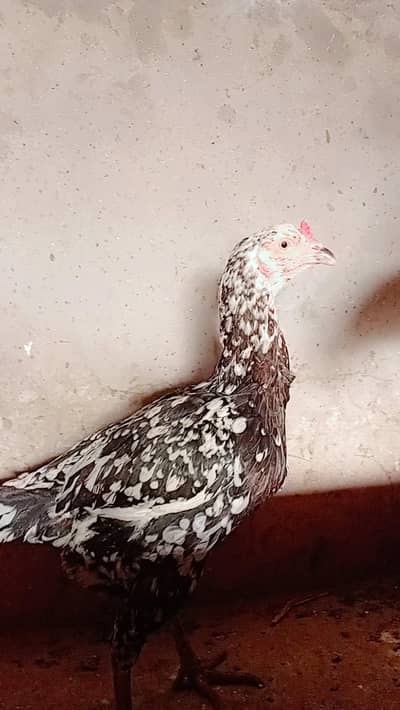 2 aseel hens mashallah achi quality ma ha