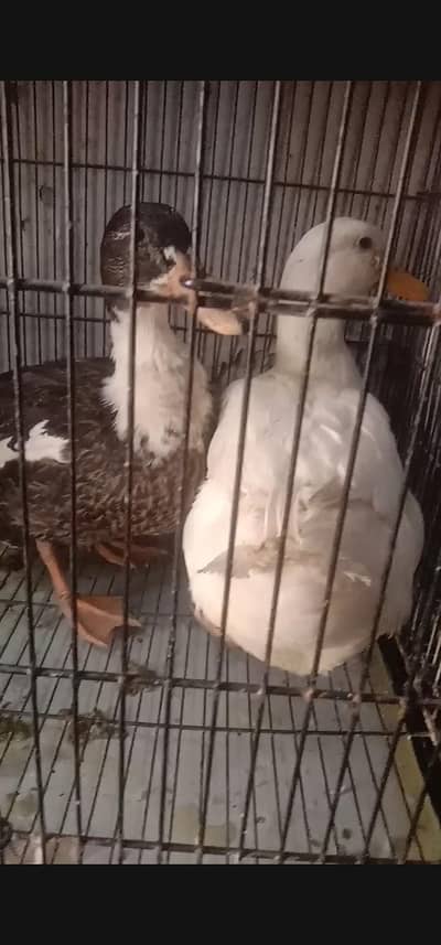for4 ducks for sale