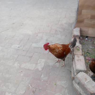 Desi murgha and Desi murghi