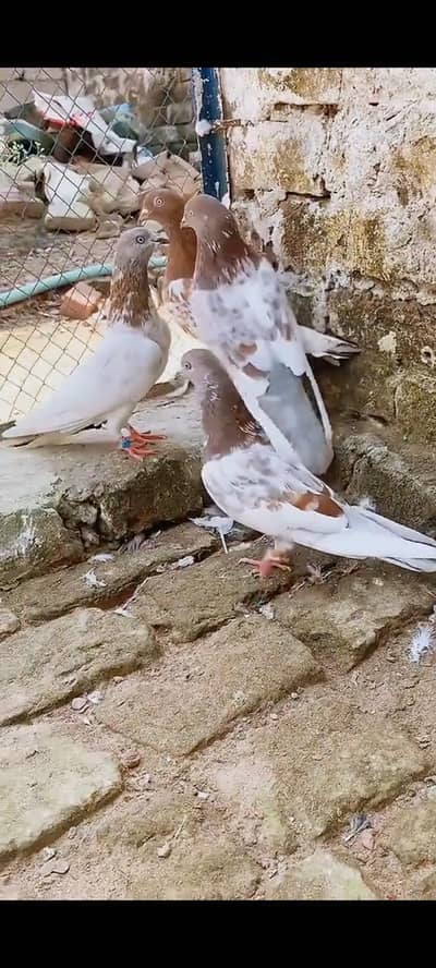 Masha Allah bht nayab lakhy pair 18000 k final 2nu pair