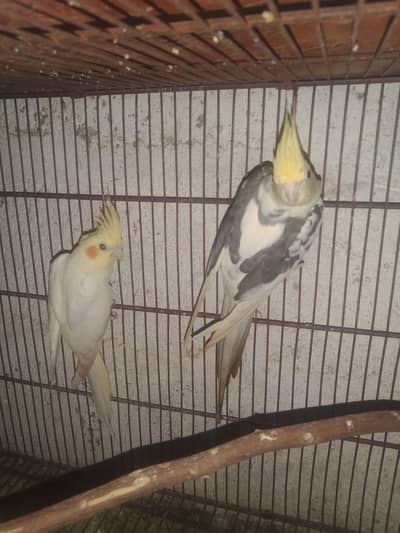 cocktail breeder pair