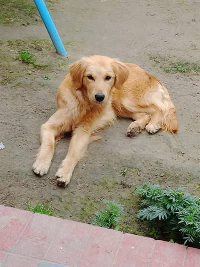 Golden Retriever  For Sale