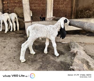 Desi bher with kajla cross bacha