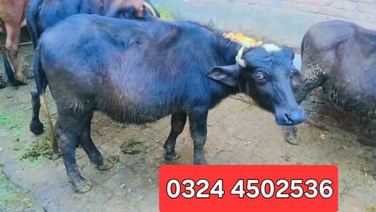 Buffalo pure neeli Ravi  Katta for sale |