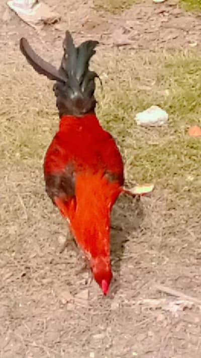 aseel murgha urgent sale