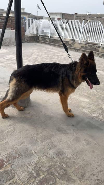 Long Coat Male Puppy