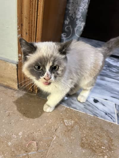 Himalayn kitten