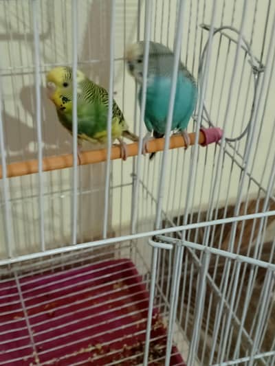Budgies pair