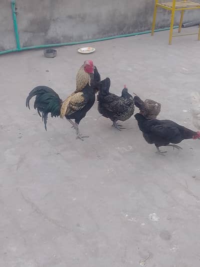 egg laying misri hens and aseel rooster/ Murga