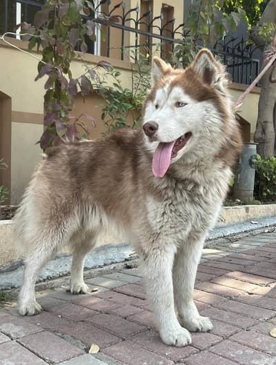 Siberian Husky Copper colour ( Male ) ( 10 Months )