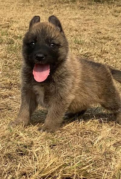 belinas Belgium bigyari Mail 2 mahnt for sale active and healthy