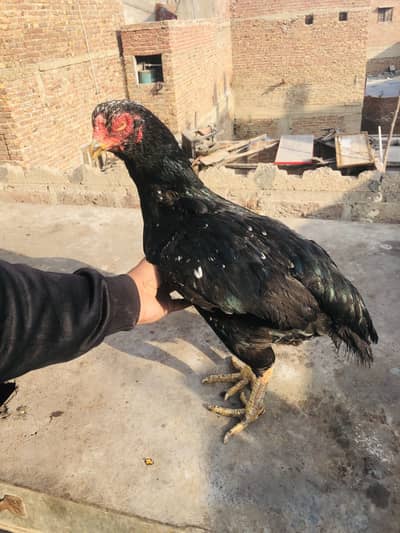 Old blood pure lasani female