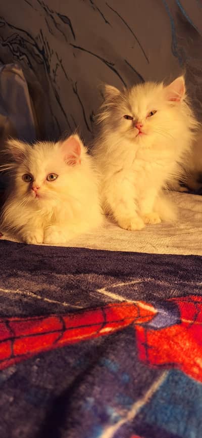 Persian Kittens