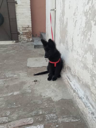 Black German shepherd puppy heavy bone vaccinated for new homes