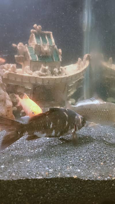 healthy and active koi fish