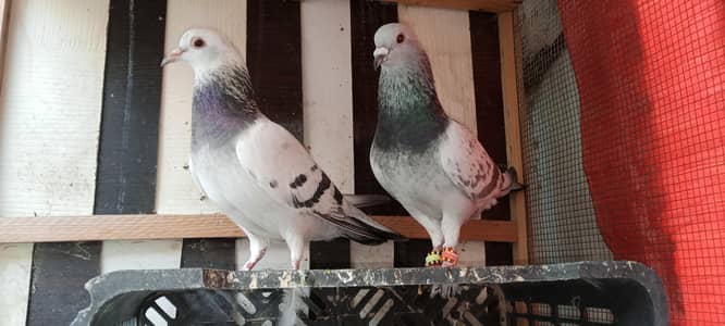 Chitte Lalband and Kasni Bhabray Pair Pathay