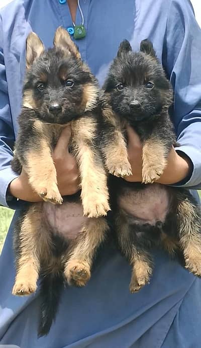 German Shepherd | Puppies | Dog | German Shepherd Pup | Double Coat