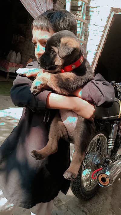 german shepherd puppies