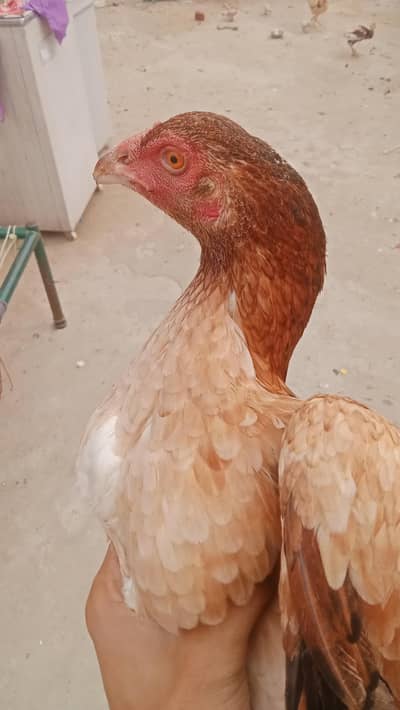 pure Pakistani aseel hens age 13 months , eggs deti hn dono hens