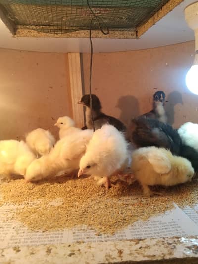 white heavy and black heavy Cochin