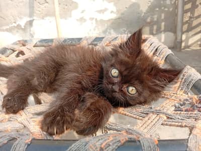 Very Unique Coffee Brown Persian Kitten for Sale