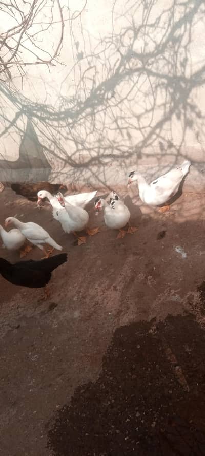 moscovy ducks for sale