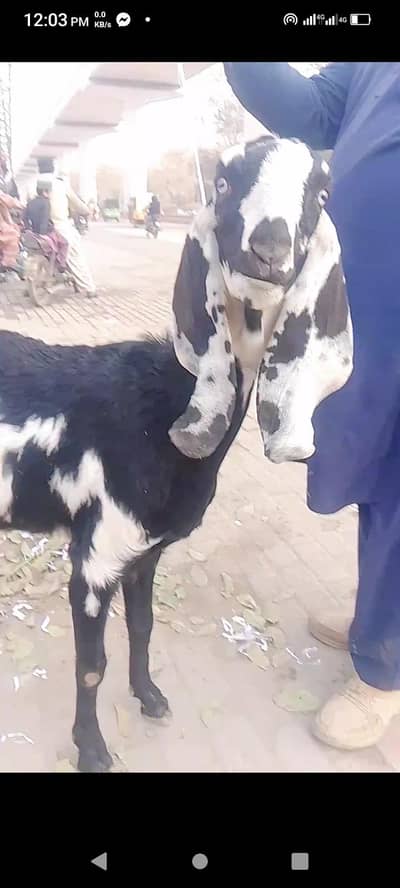 pour amritsari beetle  quality