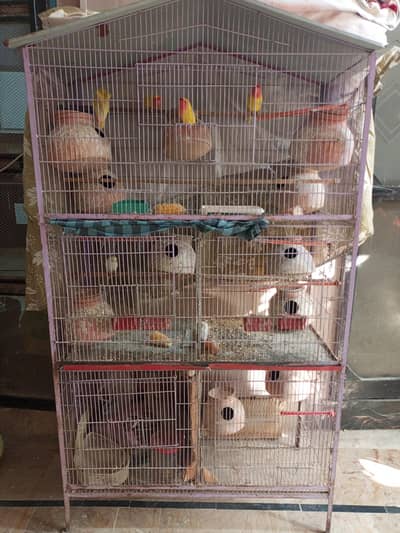 full cage with birds pairs