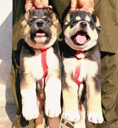 bakarwal male and female full security dog