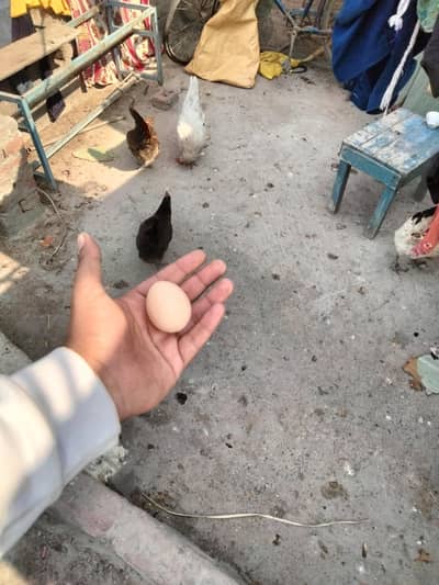 Young Egg Laying Hens for Sale