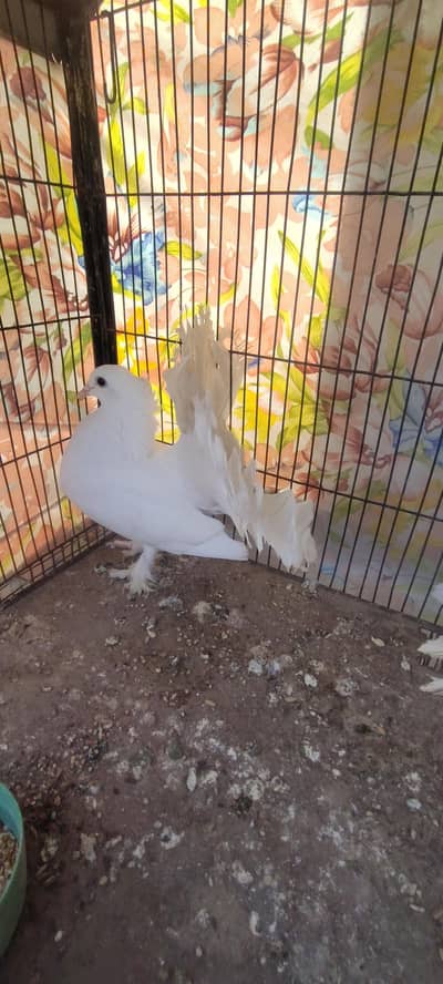 urgent sale need cash