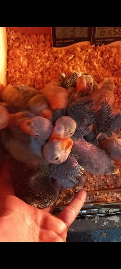 raw chiks healthy active vaccinated