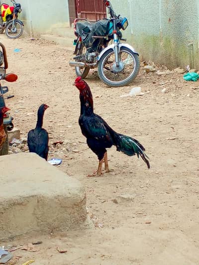 location landi 1 high quality  03422801778