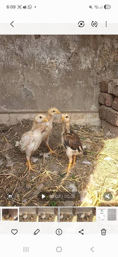 Aseel mianwali ambroi