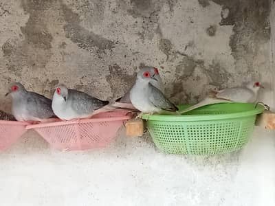 Doves
