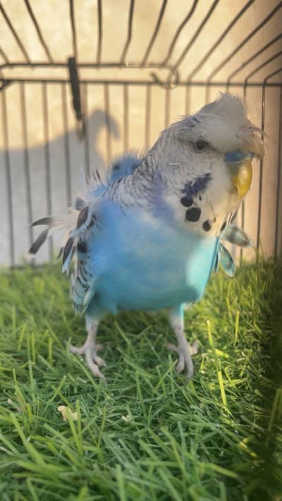 Hogoromo male , Budgies pair