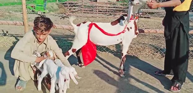 3 Bacchon Ka Sath Desi Bakri For Sale/ _03221442364