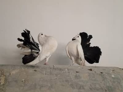 lucky black tail breeder pair