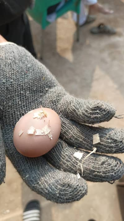 ASEEL EGGS Fertile 100℅