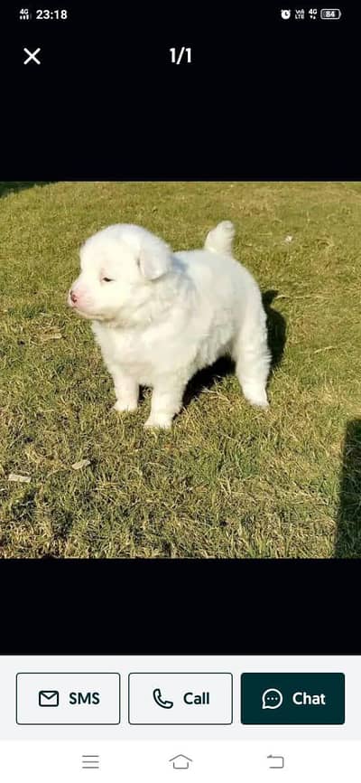 Russian puppies | pink nose | punch face sale