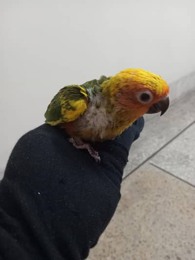 sun conure chick