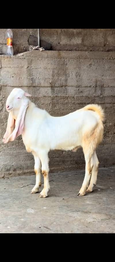 gulabi goats 7 month kids