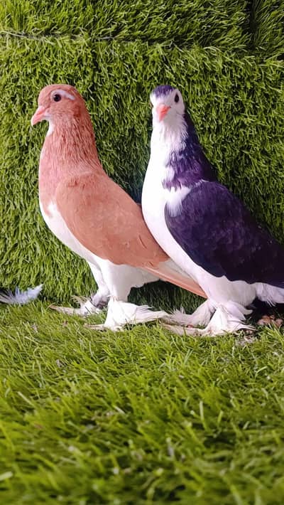 2 Sherazi  Breder pair with 2 eggs  For Sale