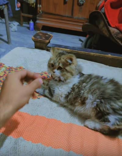 triple coated kitten doll punch face